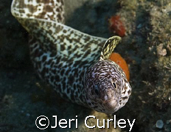 Spotted eel checking out my camera.  Taken with an Olympu... by Jeri Curley 